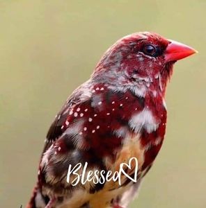 Meet your Posher, Betty